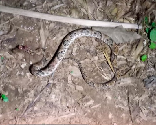 Fue picado por una serpiente
