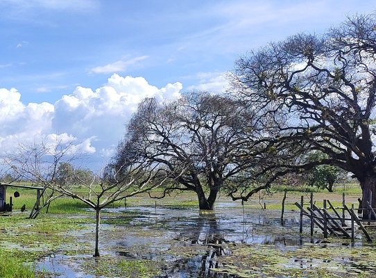 Lo que faltaba: el daño ambiental que se pronostica en la Mojana