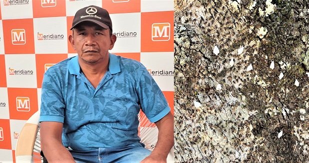Campesinos, alerta por plaga que mata los árboles