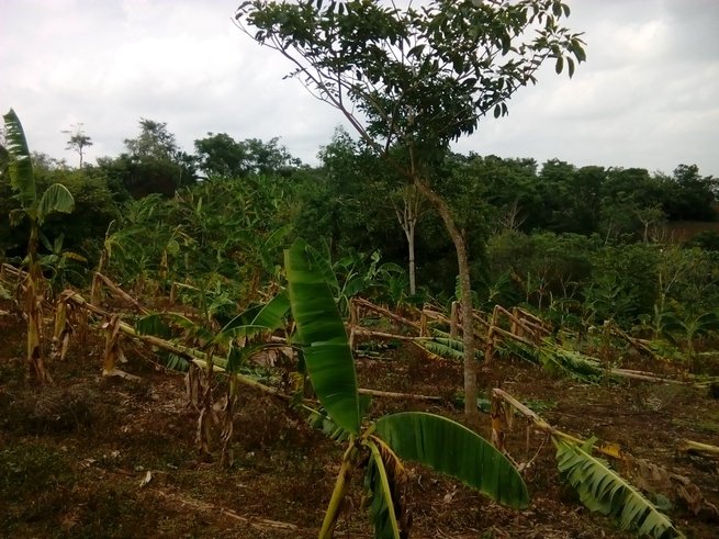 Para prepararse ante ‘El Niño’, $46 mil millones para el Incentivo al Seguro Agropecuario