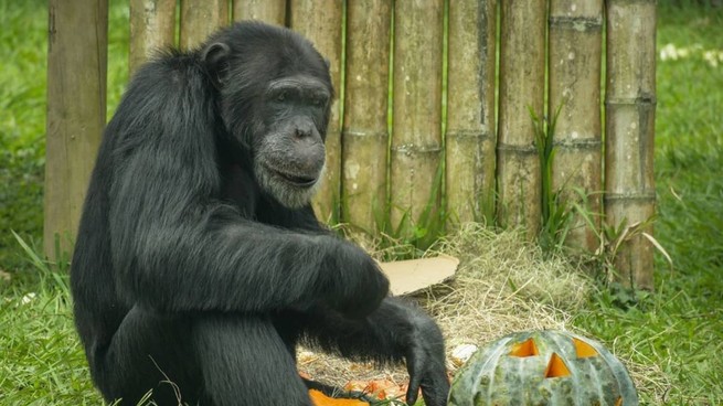 Trasladarán a Brasil el único chimpancé que quedaba en Colombia
