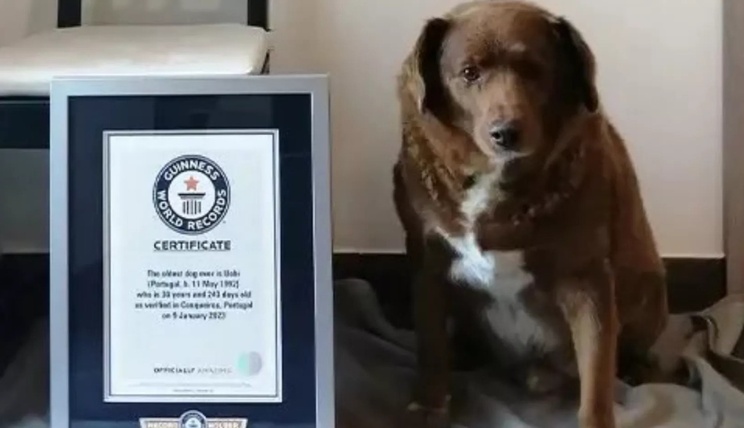 Murió Bobi, el perro más longevo del mundo