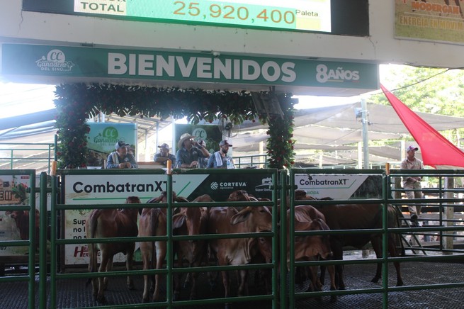 El rojo arrasó en CC Subasta Ganadera del Sinú
