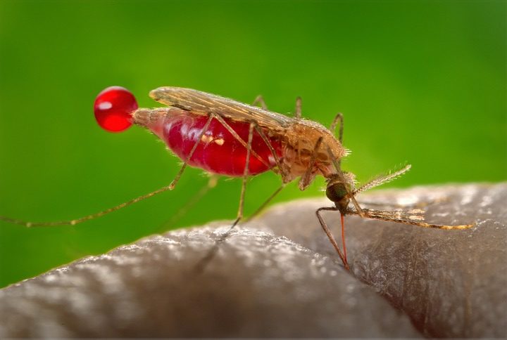 Sucre solo reporta dos casos de malaria
