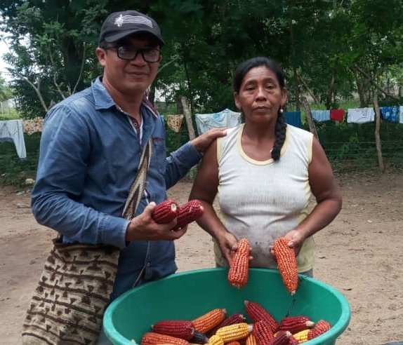 Estado debe proteger maíces criollos
