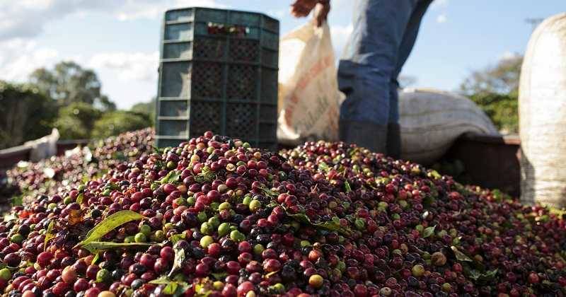 En octubre, producción de café en Colombia aumentó 30%