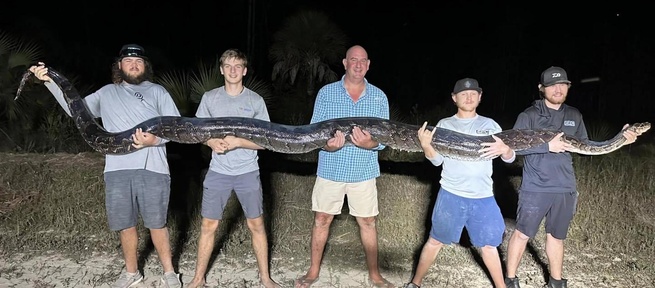 Cazan la segunda pitón birmana más grande hallada en Florida