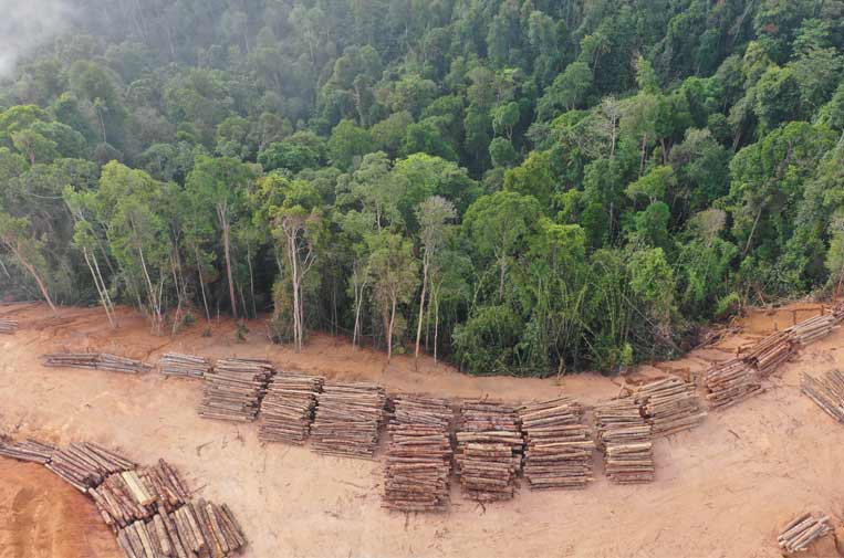 MinAmbiente triplicará pago a familias para que no deforesten