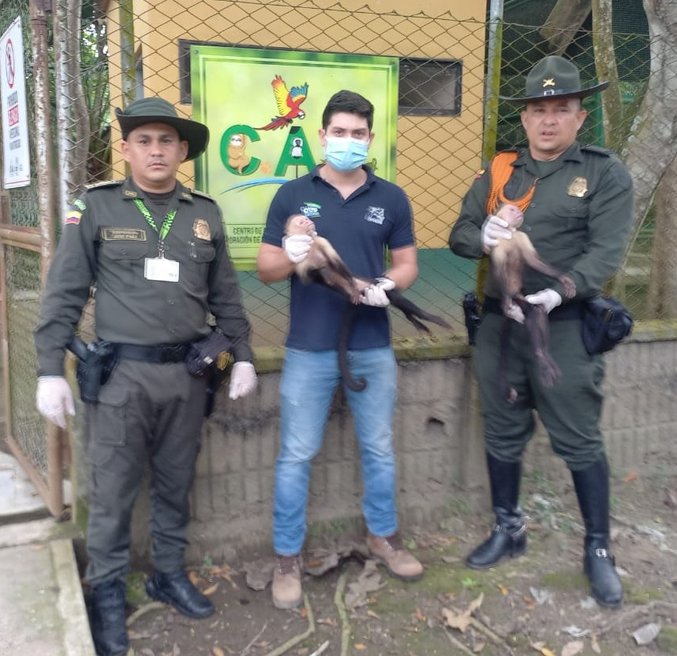 Autoridades recuperaron dos monos capuchinos en Planeta Rica