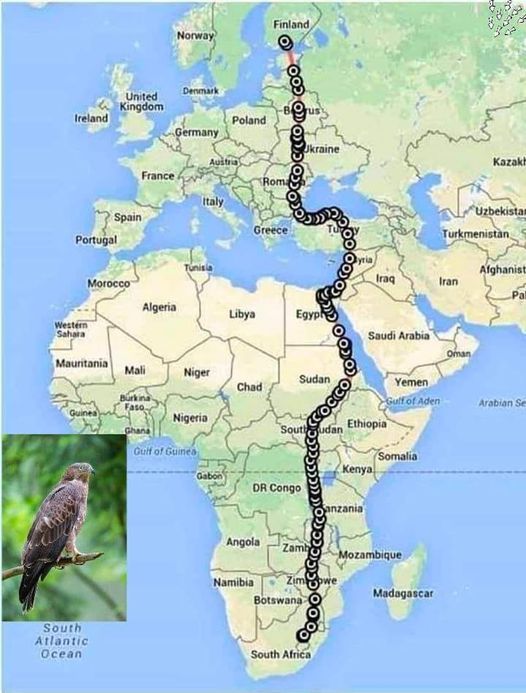 Una maravillosa travesía migratoria de un ave