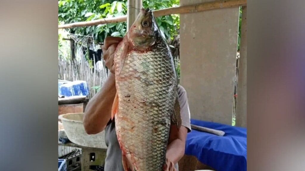 ¡Impresionante! Atrapan bocachico de 10 kilos en ciénaga de Ayapel