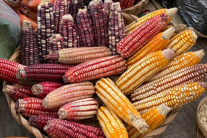 Ordenan protección de cultivos tradicionales de maíz