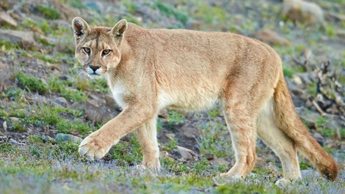 CVS reporta muerte de un puma en San Bernardo del Viento