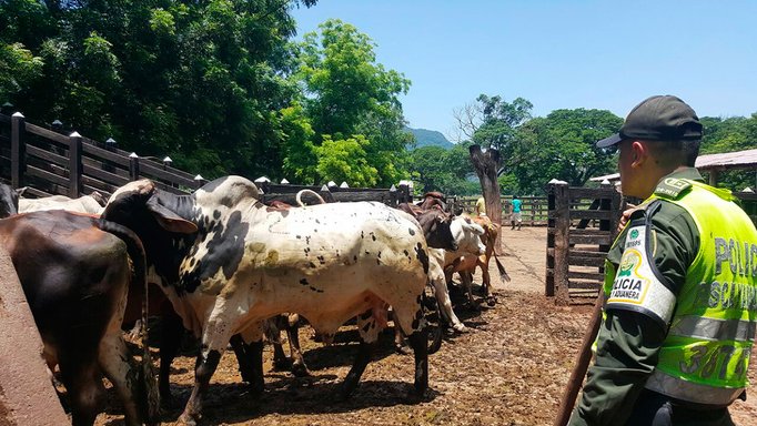 Hurtan dos camiones de ganado en Córdoba