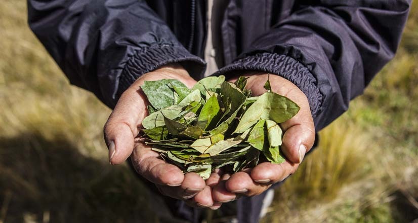 Ya está listo decreto que busca regular el cannabis y la coca para fines médicos