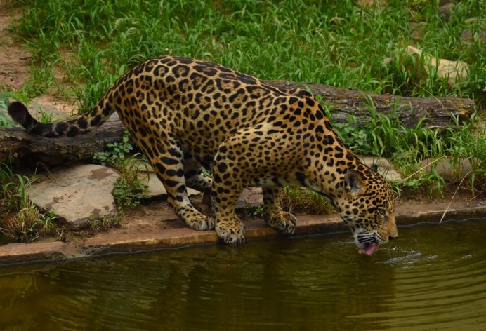 Minambiente expidió nuevos protocolos para la protección del jaguar en Colombia