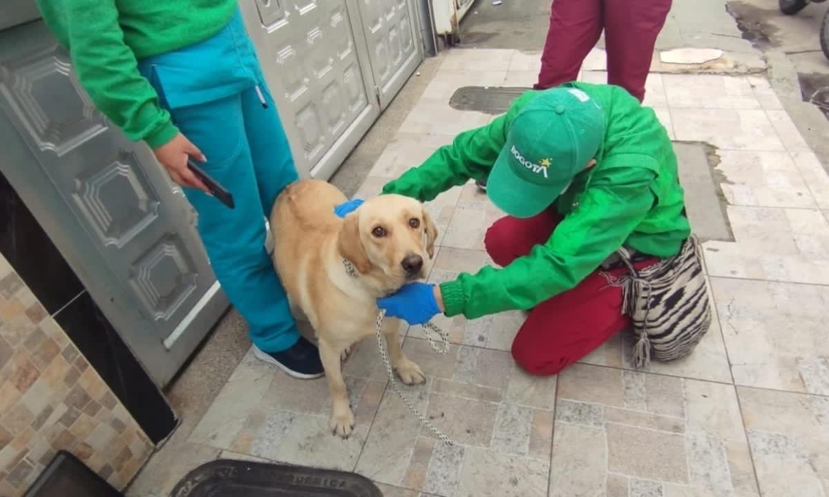 Procuraduría pide informe por muerte de Limonar, el perro que prestaba servicios en El Dorado