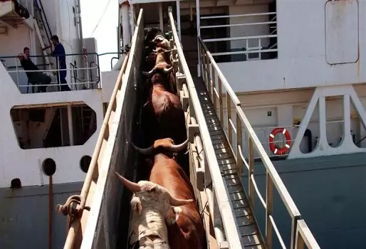 Exportaciones de ganado y carne bajaron