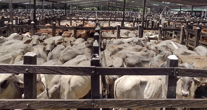 Comercialización de ganado sigue bajando en Córdoba y Sucre