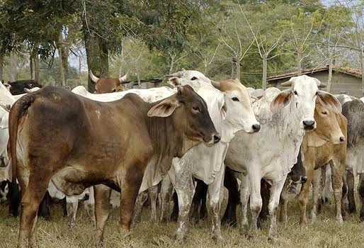 Ganaderos afectados por las bacrim