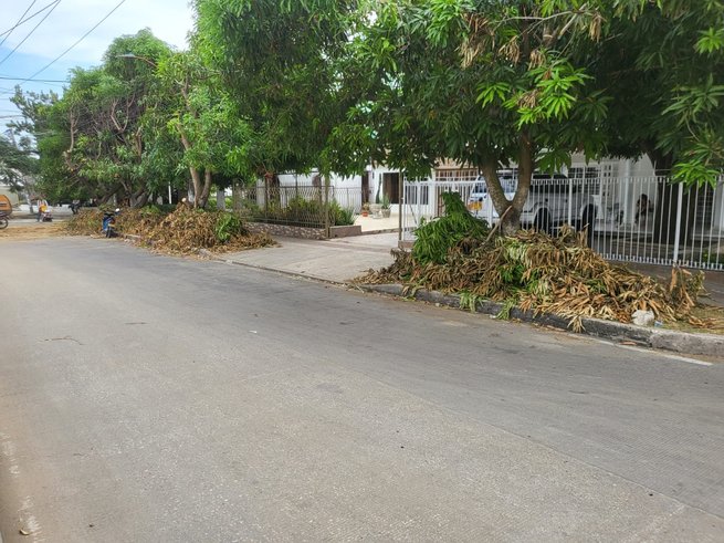 Podaron los árboles y no les recogieron la basura
