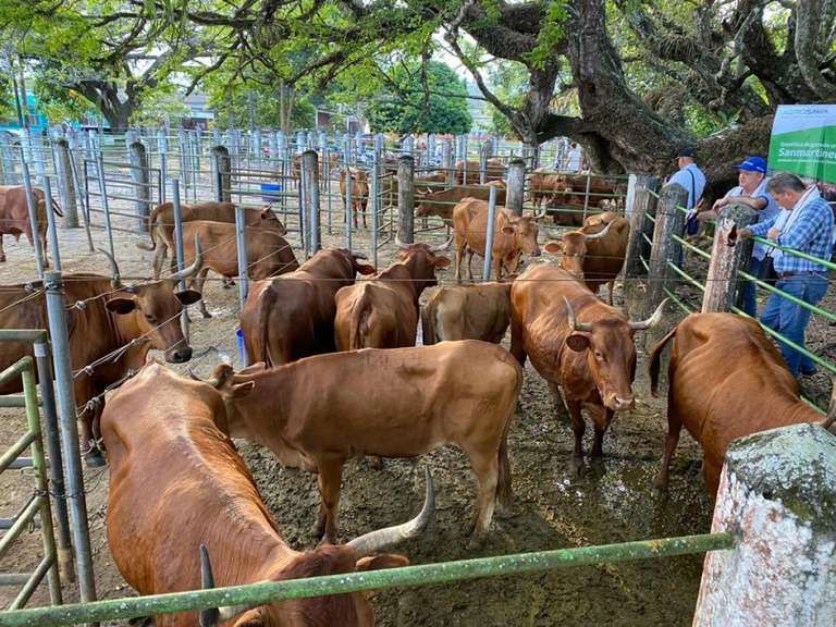 Precios agropecuarios cayeron 7,6% en diciembre