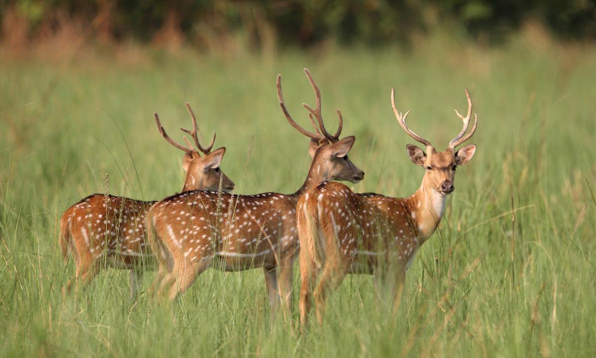 El Chital nueva especie invasora en el Magdalena Medio