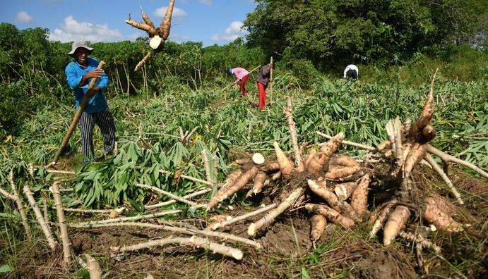 Enviaron muestras de yuca y almidón