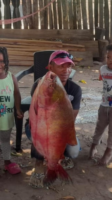 Cachamas gigantes, las bendiciones del río San Jorge
