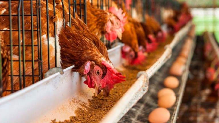 Aceleran su compromiso en la promoción del bienestar animal