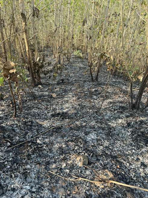 Incendio forestal acabó con 60 hectáreas