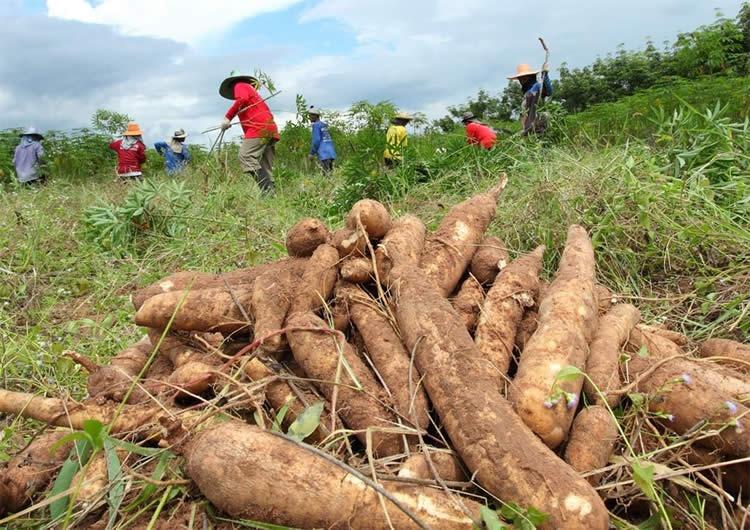 Esperan soluciones de Minagricultura