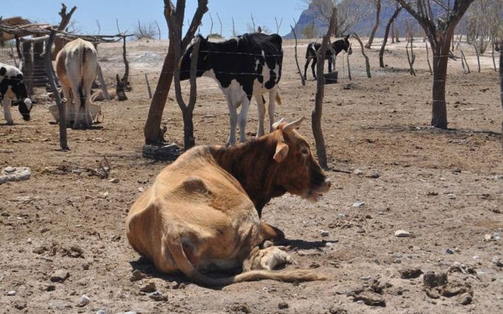 Sequía deja 6.300 reses muertas en la Costa en los últimos 45 días