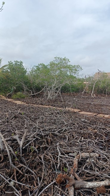 Agoniza el archipiélago con la tala de manglares, y sin castigo