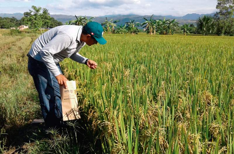 Abastecimiento de arroz está garantizado
