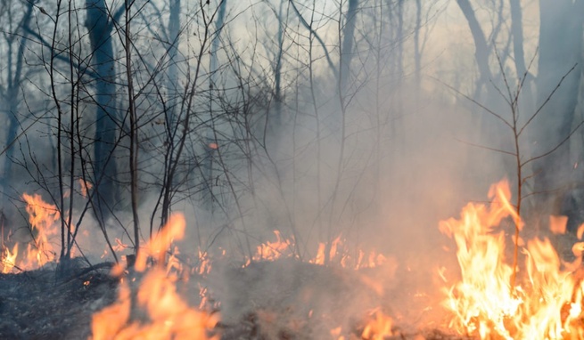 Escaso manejo y control de vegetación invasora por parte del Estado ha propiciado incendios forestales: Procuraduría