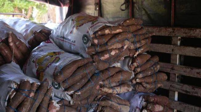 Las cifras de la crisis de la yuca en Sucre, productores asfixiados