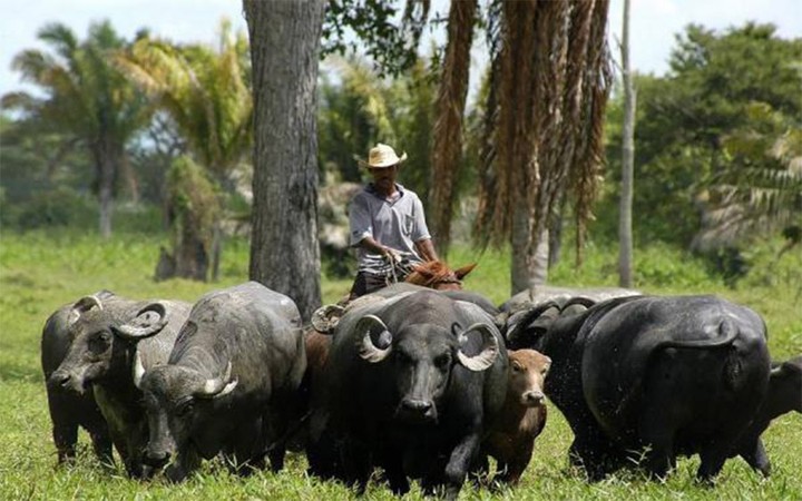 Subió el sacrificio de búfalos en 2023