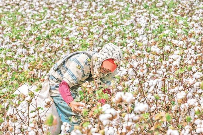 Agricultores deben proteger sus cultivos