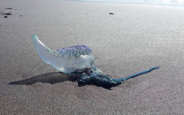 Ojo con la Fragata Portuguesa en las playas de Córdoba
