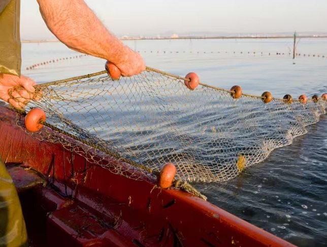 Procuraduría entregó observaciones frente resolución que permite pesca incidental de tiburones y rayas en el país