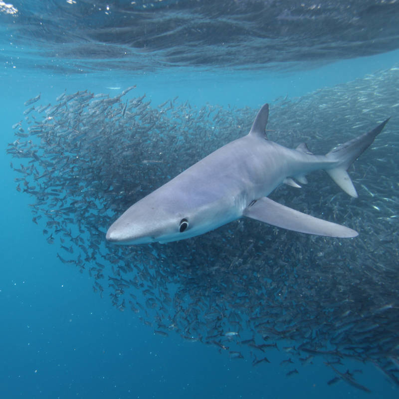    Procuraduría pidió considerar la revocación de resolución que permite pesca incidental de tiburones