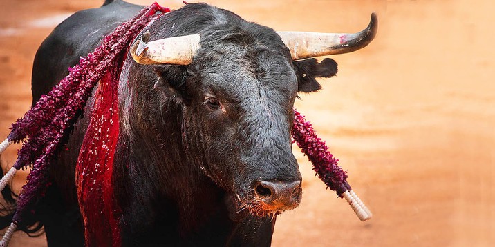 La prohibición a las corridas de toros en Colombia está a un debate