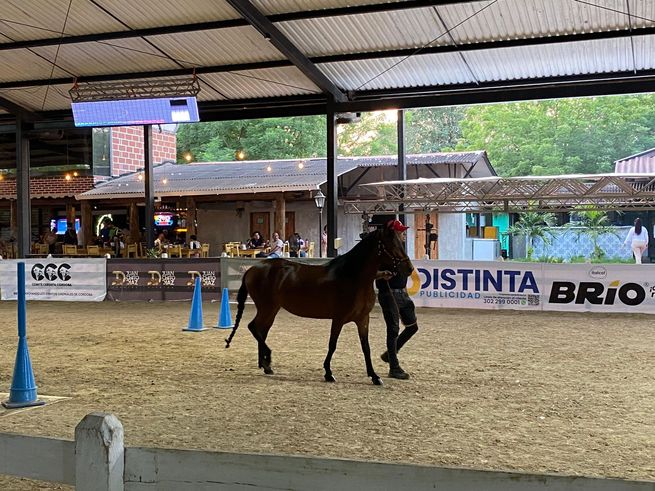 Comienzan las competencias equinas