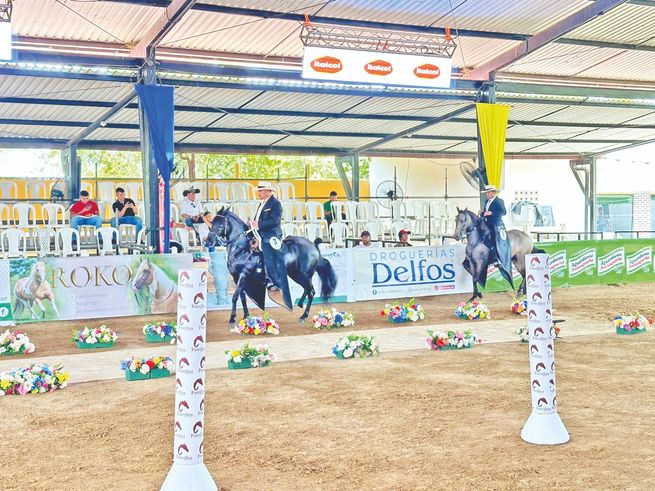Paso Fino mostró todo su potencial en Los Potrillos