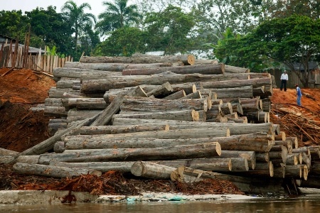 Procuraduría pide a las CAR informe sobre norma ambiental para exportar madera en Colombia