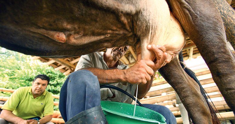 Consumo de leche no aumenta