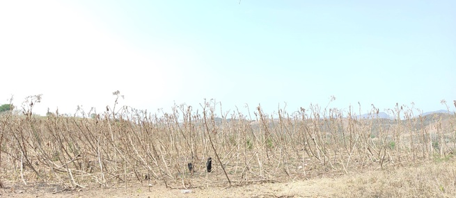 El sabor amargo del bajo cultivo de tabaco en Sucre, la sequía arrasa