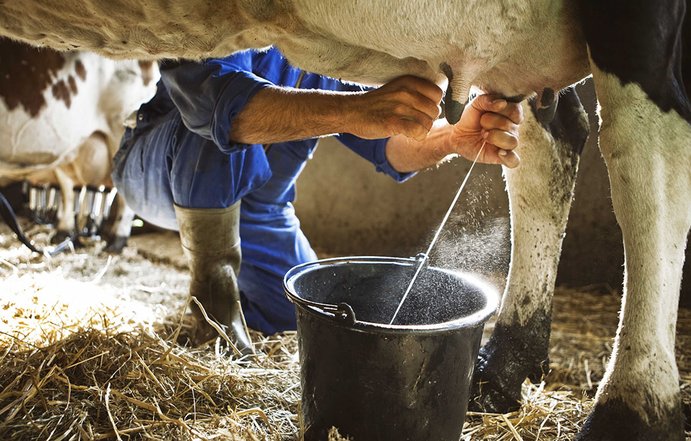 Se produjo menos leche en Sucre y Córdoba