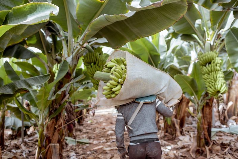 A proteger cultivos de plátano y banano